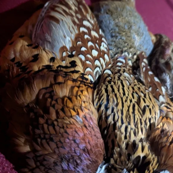 Colorful Taxidermy Pheasant With Tail Wall Mount Flat Display - Picture 3 of 8